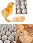 фото Инкубационное яйцо индейки разных кроссов, бройлера, утки, гусей